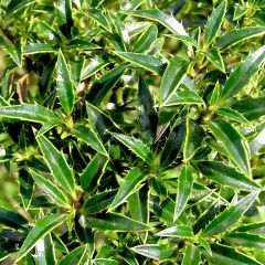 Ilex aquifolium Myrtifolia - Acebo