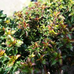 Ilex meserveae Little Rascal - Acebo azul