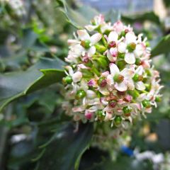 Acebo azul Blue princess - Ilex meserveae