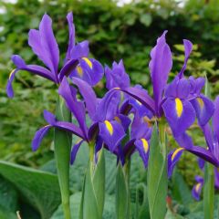 Iris hollandica Blue Magic - Iris de Holanda