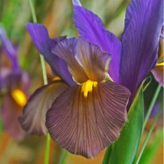 Iris hollandica Eye of the Tiger - Iris de Holanda