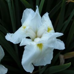 Iris Japonés Comtesse de Paris - Iris ensata