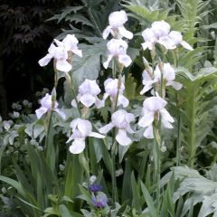Iris germanica English cottage
