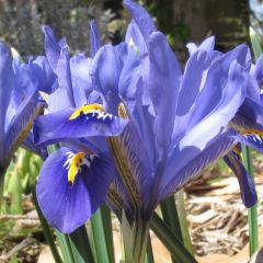 Iris reticulata Cantab - Lirio