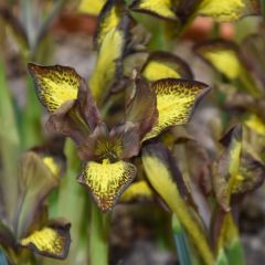 Iris reticulata Mars Landing - Lirio
