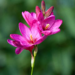 Ixia acaulis Rose Emperor