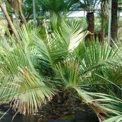 Jubaea chilensis - Palmera de Chile