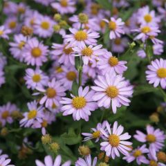 Kalimeris mongolica Antonia - Aster japonés