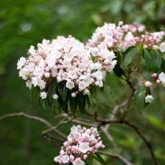 Kalmia latifolia - Laurel de montaña