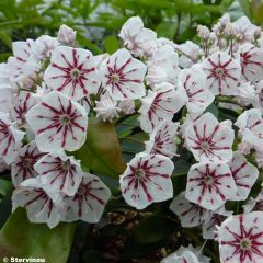 Kalmia latifolia Peppermint