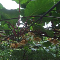 Kiwi Golden Delight (Hembra)