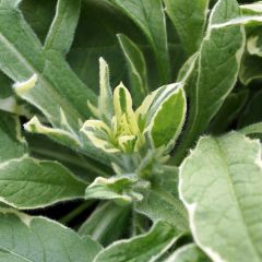 Knautia macedonica Thunder and Lightning - Escabiosa macedonia