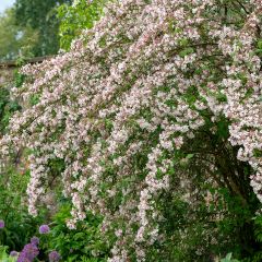 Kolkwitzia amabilis - Arbusto de la belleza