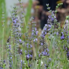 Lavanda intermedia Grappenhall - Lavandín
