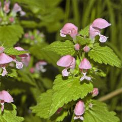 Lamium maculatum Cannon s Gold