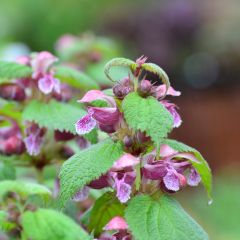 Lamium orvala - Ortiga menor