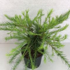 Larix laricina Arethusa Bog - Alerce