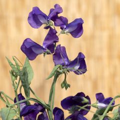 Guisante de olor King Size Navy Blue - Lathyrus odoratus