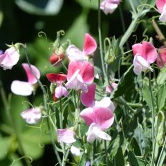 Guisante de olor Cupid Pink - Lathyrus odoratus