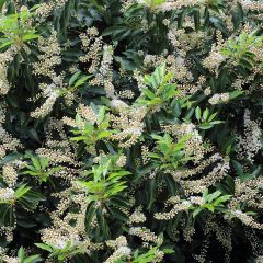 Laurel portugués Angustifolia - Prunus lusitanica