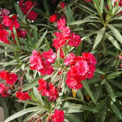 Adlefa roja plena - Nerium oleander Double Red