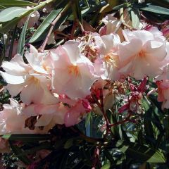 Adlefa - Nerium oleander Provence