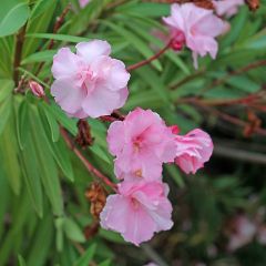 Adlefa rosa plena - Nerium oleander Roseum Plenum