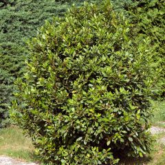 Laurel De Jerusalem - Laurus nobilis