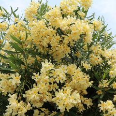 Adlefa amarilla - Nerium oleander Yellow