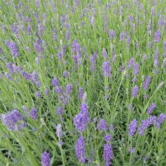 Lavanda angustifolia Essence Purple