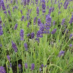 Lavanda angustifolia Twickel Purple