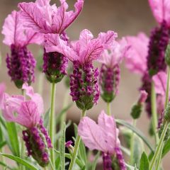 Lavanda stoechas The Princess - Cantueso