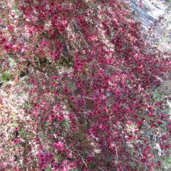 Leptospermum scoparium Jubilee