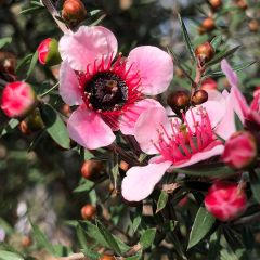 Leptospermum scoparium Martini