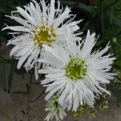 Leucanthemum Aglaia - Margarita mayor