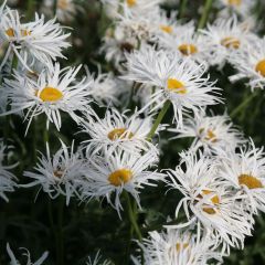 Margarita Reina Shapcott Gossamer - Leucanthemum superbum