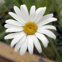 Margarita Reina Etoile d'Anvers - Leucanthemum superbum