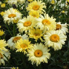 Margarita Reina Goldfinch - Leucanthemum superbum