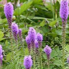 Liatris spicata (semillas) - Densa estrella ardiente