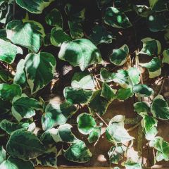 Hiedra Marginata Elegantissima