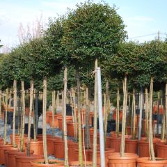 Ligustrum jonandrum - Aligustre jonandro