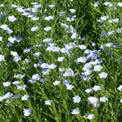Linum grandiflorum Blue Dress