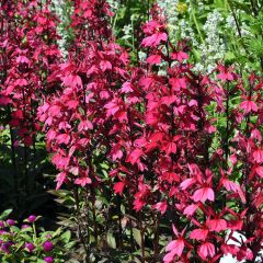 Lobelia speciosa Russian Princess