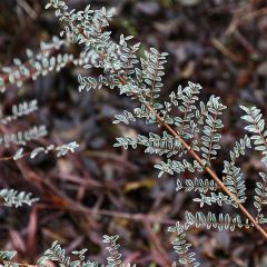Madreselva de hoja - Lonicera nitida Silver Beauty