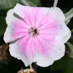 Lychnis coronaria Oculata - Clavel lanudo