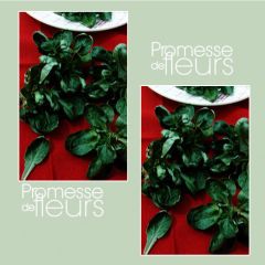 Canónigo Coquille de Louviers