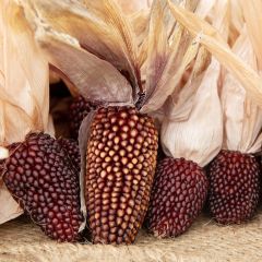 Maíz dulce Fraise Pop Corn