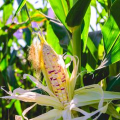 Maíz dulce Tom Pouce