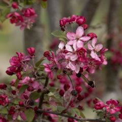 Manzano de flor Coccinella Courtarou