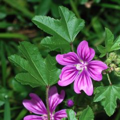 Malva común (semilla) - Malva sylvestris